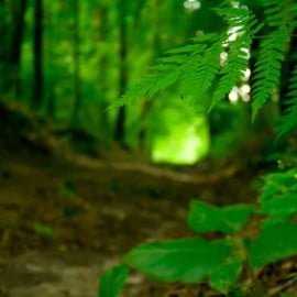 Foresta verde